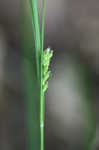 Thorne's sedge